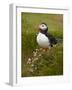 Atlantic Puffin (Fratercula Arctica), Iceland, Polar Regions-James Hager-Framed Photographic Print