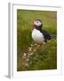 Atlantic Puffin (Fratercula Arctica), Iceland, Polar Regions-James Hager-Framed Photographic Print