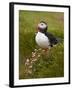 Atlantic Puffin (Fratercula Arctica), Iceland, Polar Regions-James Hager-Framed Photographic Print