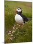 Atlantic Puffin (Fratercula Arctica), Iceland, Polar Regions-James Hager-Mounted Photographic Print