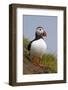 Atlantic Puffin (Fratercula Arctica), Iceland, Polar Regions-James-Framed Photographic Print