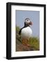 Atlantic Puffin (Fratercula Arctica), Iceland, Polar Regions-James-Framed Photographic Print