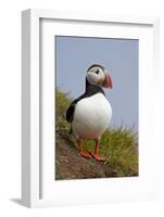 Atlantic Puffin (Fratercula Arctica), Iceland, Polar Regions-James-Framed Photographic Print