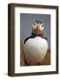 Atlantic Puffin (Fratercula Arctica), Iceland, Polar Regions-James-Framed Photographic Print