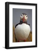 Atlantic Puffin (Fratercula Arctica), Iceland, Polar Regions-James-Framed Photographic Print