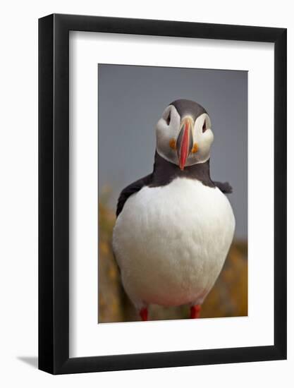 Atlantic Puffin (Fratercula Arctica), Iceland, Polar Regions-James-Framed Photographic Print