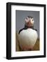 Atlantic Puffin (Fratercula Arctica), Iceland, Polar Regions-James-Framed Photographic Print