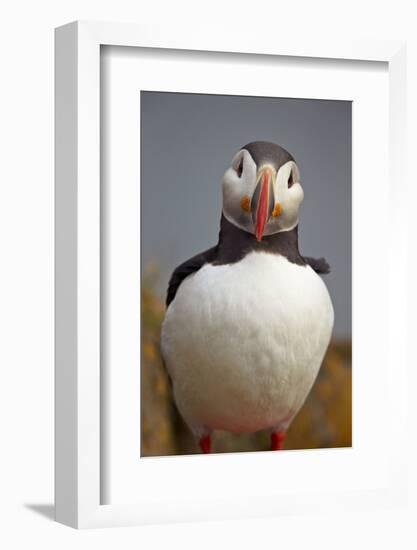 Atlantic Puffin (Fratercula Arctica), Iceland, Polar Regions-James-Framed Photographic Print