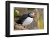 Atlantic Puffin (Fratercula Arctica), Iceland, Polar Regions-James-Framed Photographic Print