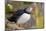 Atlantic Puffin (Fratercula Arctica), Iceland, Polar Regions-James-Mounted Photographic Print