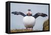 Atlantic Puffin (Fratercula Arctica) Iceland-null-Framed Stretched Canvas