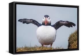 Atlantic Puffin (Fratercula Arctica) Iceland-null-Framed Stretched Canvas