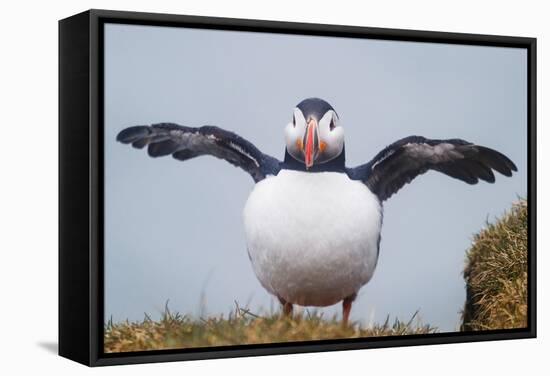 Atlantic Puffin (Fratercula Arctica) Iceland-null-Framed Stretched Canvas