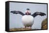 Atlantic Puffin (Fratercula Arctica) Iceland-null-Framed Stretched Canvas