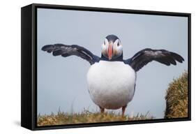 Atlantic Puffin (Fratercula Arctica) Iceland-null-Framed Stretched Canvas