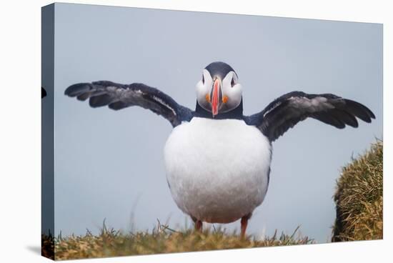 Atlantic Puffin (Fratercula Arctica) Iceland-null-Stretched Canvas