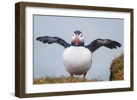 Atlantic Puffin (Fratercula Arctica) Iceland-null-Framed Photographic Print