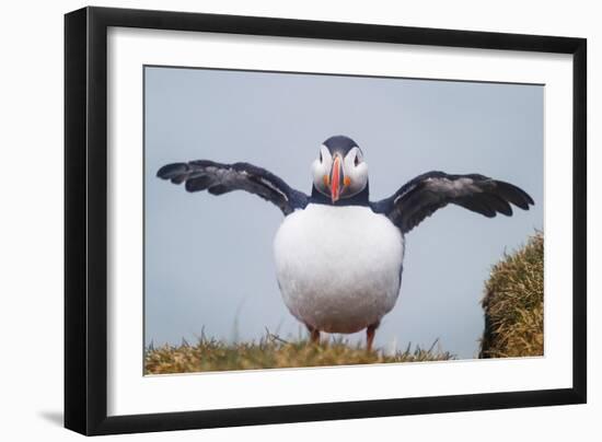 Atlantic Puffin (Fratercula Arctica) Iceland-null-Framed Photographic Print