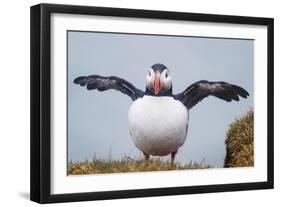 Atlantic Puffin (Fratercula Arctica) Iceland-null-Framed Photographic Print