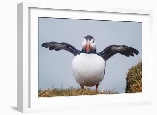 Atlantic Puffin (Fratercula Arctica) Iceland-null-Framed Photographic Print