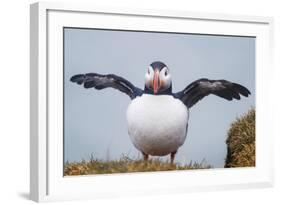 Atlantic Puffin (Fratercula Arctica) Iceland-null-Framed Photographic Print