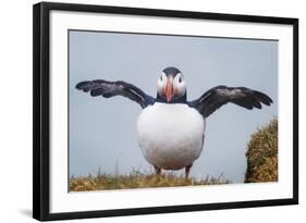 Atlantic Puffin (Fratercula Arctica) Iceland-null-Framed Photographic Print