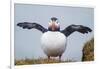 Atlantic Puffin (Fratercula Arctica) Iceland-null-Framed Photographic Print