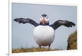 Atlantic Puffin (Fratercula Arctica) Iceland-null-Framed Photographic Print