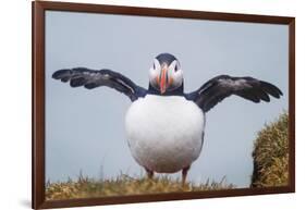 Atlantic Puffin (Fratercula Arctica) Iceland-null-Framed Photographic Print