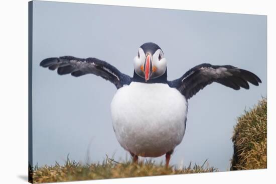 Atlantic Puffin (Fratercula Arctica) Iceland-null-Stretched Canvas