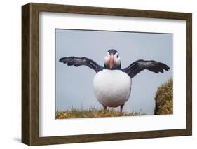 Atlantic Puffin (Fratercula Arctica) Iceland-null-Framed Photographic Print