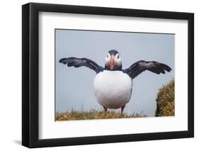 Atlantic Puffin (Fratercula Arctica) Iceland-null-Framed Photographic Print