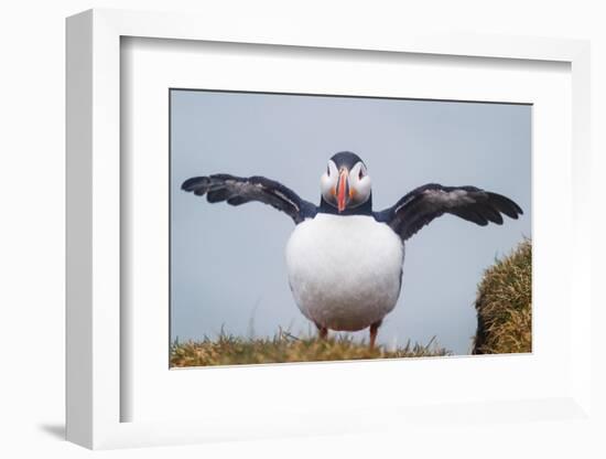 Atlantic Puffin (Fratercula Arctica) Iceland-null-Framed Photographic Print