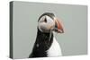 Atlantic puffin (Fratercula arctica), Mykines Island, Faroe Islands, Denmark-Sergio Pitamitz-Stretched Canvas