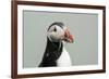 Atlantic puffin (Fratercula arctica), Mykines Island, Faroe Islands, Denmark-Sergio Pitamitz-Framed Photographic Print