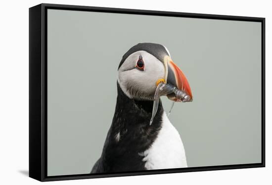 Atlantic puffin (Fratercula arctica), Mykines Island, Faroe Islands, Denmark-Sergio Pitamitz-Framed Stretched Canvas