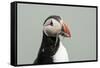 Atlantic puffin (Fratercula arctica), Mykines Island, Faroe Islands, Denmark-Sergio Pitamitz-Framed Stretched Canvas