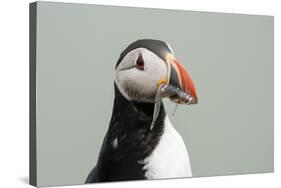 Atlantic puffin (Fratercula arctica), Mykines Island, Faroe Islands, Denmark-Sergio Pitamitz-Stretched Canvas