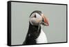 Atlantic puffin (Fratercula arctica), Mykines Island, Faroe Islands, Denmark-Sergio Pitamitz-Framed Stretched Canvas