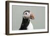 Atlantic puffin (Fratercula arctica), Mykines Island, Faroe Islands, Denmark-Sergio Pitamitz-Framed Photographic Print