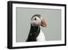 Atlantic puffin (Fratercula arctica), Mykines Island, Faroe Islands, Denmark-Sergio Pitamitz-Framed Photographic Print