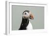 Atlantic puffin (Fratercula arctica), Mykines Island, Faroe Islands, Denmark-Sergio Pitamitz-Framed Photographic Print