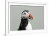 Atlantic puffin (Fratercula arctica), Mykines Island, Faroe Islands, Denmark-Sergio Pitamitz-Framed Photographic Print