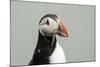 Atlantic puffin (Fratercula arctica), Mykines Island, Faroe Islands, Denmark-Sergio Pitamitz-Mounted Photographic Print