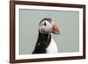 Atlantic puffin (Fratercula arctica), Mykines Island, Faroe Islands, Denmark-Sergio Pitamitz-Framed Photographic Print