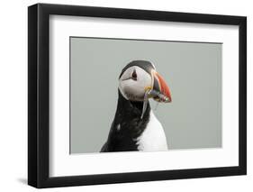 Atlantic puffin (Fratercula arctica), Mykines Island, Faroe Islands, Denmark-Sergio Pitamitz-Framed Photographic Print