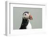 Atlantic puffin (Fratercula arctica), Mykines Island, Faroe Islands, Denmark-Sergio Pitamitz-Framed Photographic Print