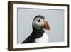 Atlantic puffin (Fratercula arctica), Mykines Island, Faroe Islands, Denmark-Sergio Pitamitz-Framed Photographic Print