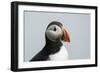 Atlantic puffin (Fratercula arctica), Mykines Island, Faroe Islands, Denmark-Sergio Pitamitz-Framed Photographic Print