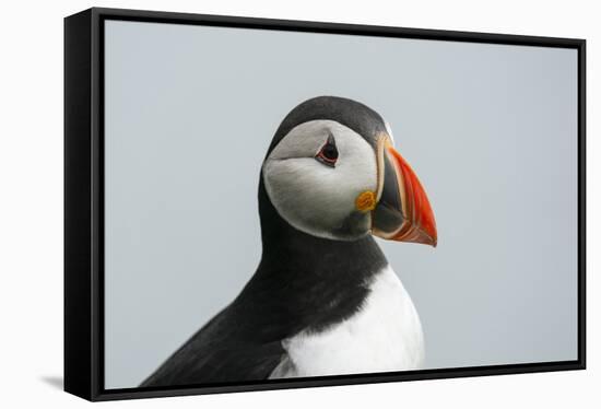 Atlantic puffin (Fratercula arctica), Mykines Island, Faroe Islands, Denmark-Sergio Pitamitz-Framed Stretched Canvas